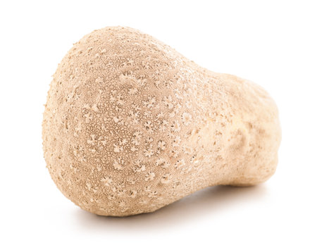 Meadow Puffball mushroom isolated on white backgroundの写真素材