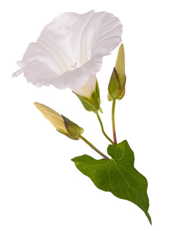 Bindweed flower isolated on white background