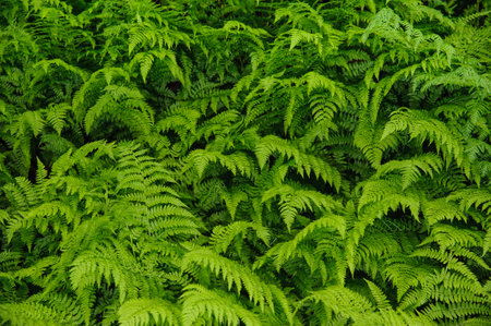Beautyful green ferns ,  natural floral fern background