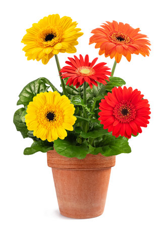 Gerbera plant in vase  isolated on white backgroundの写真素材