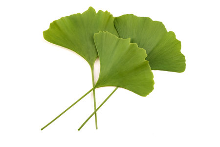 Ginkgo biloba  leaves isolated on white backgroundの写真素材