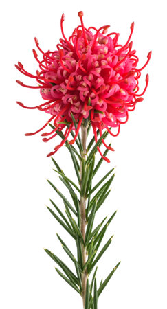 Grevillea  flower isolated on white backgroundの写真素材
