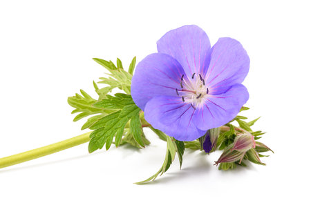 Geranium flower  isolated on white backgroundの写真素材