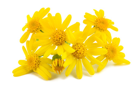 Jacobaea vulgaris flowers isolated on white backgroundの写真素材