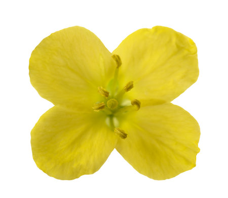 Fresh arugula  flower isolated on whiteの写真素材