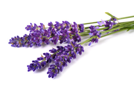 Lavender flowers  isolated on white backgroundの写真素材