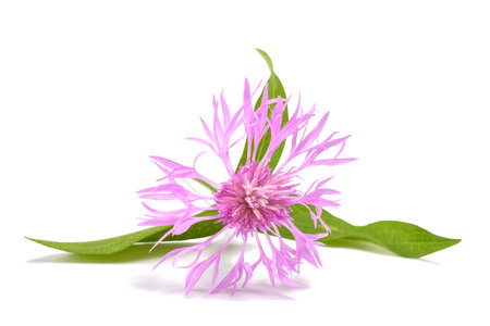 short fringed knapweed  flower isolated on white backgroundの写真素材