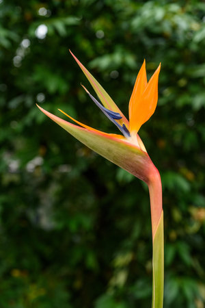 Bird of paradise ( Strelitzia reginae ) on  blurred green backgroundの写真素材