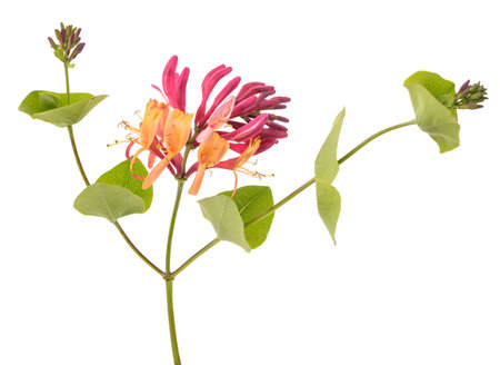 Red honeysuckle  flowers isolated on white backgroundの写真素材