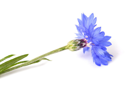 Blue cornflower  isolated on white backgroundの写真素材