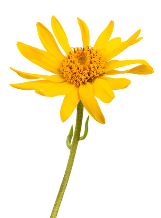 Arnica flower isolated on white backgroundの写真素材