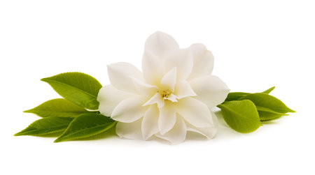 White camellia flower isolated on white backgroundの写真素材