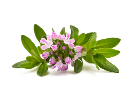 Summer savory flower isolated on white backgroundの写真素材