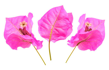Bougainvillea flowers isolated on white backgroundの写真素材