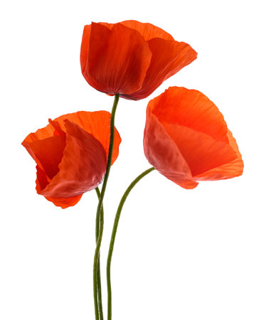 Red poppy flowers isolated on white backgroundの写真素材