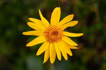 Arnica montana flower, alpine floraの写真素材