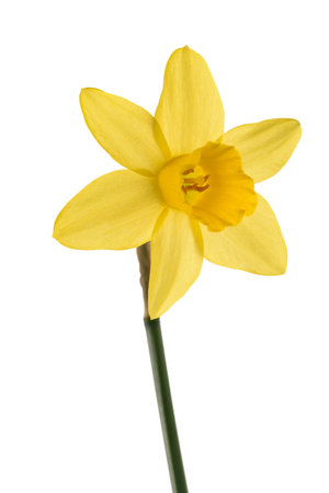 Yellow Daffodil flower isolated on white backgroundの写真素材