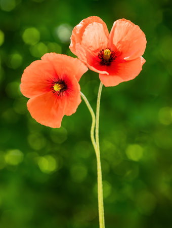 Red poppy flowers on a green  meadowの写真素材