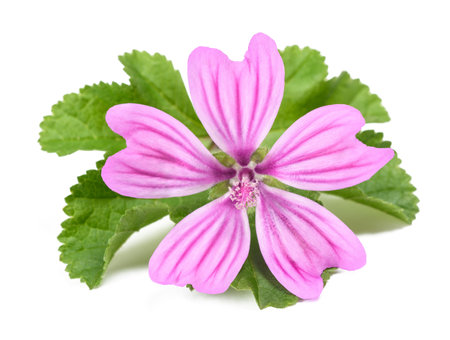 Mallow flower with leaf isolated  on white backgroundの写真素材