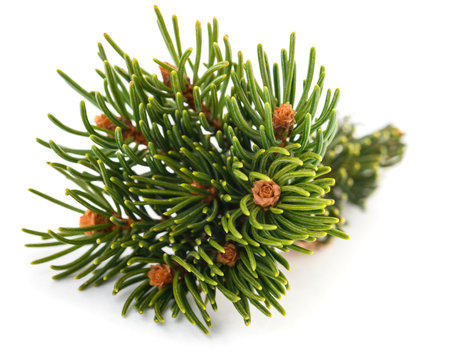 Spruce branch withlittle cone isolated on whiteの写真素材