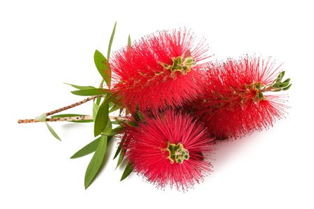 Bottlebrush flowers isolated on white backgroundの写真素材