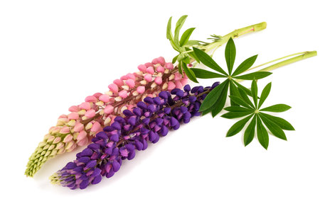Lupin flowers  with leaves isolated on white backgroundの写真素材