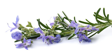 Rosemary in flower isolated on white backgroundの写真素材