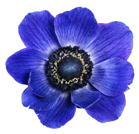 Anemone coronaria flower  isolated on whiteの写真素材