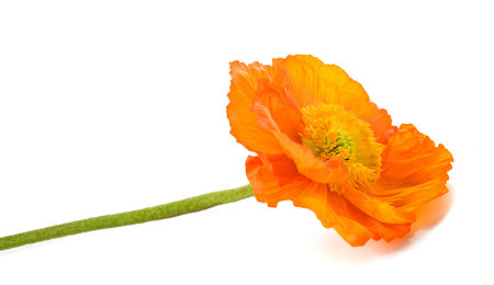 Orange poppy flower isolated on white backgroundの写真素材