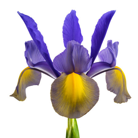 Iris flower isolated on white backgroundの写真素材