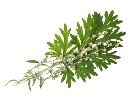 Wormwood  branch with flowers and leaves isolated on whiteの写真素材