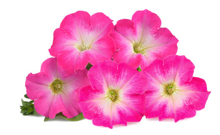 Pink surfinia isolated on white backgroundの写真素材