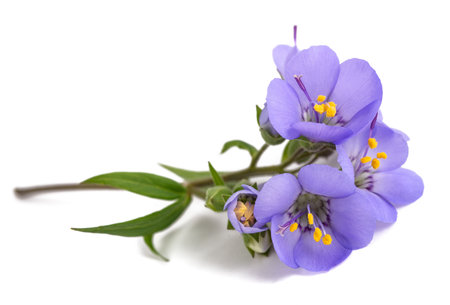 Jacob's ladder flowers isolated on white backgroundの写真素材