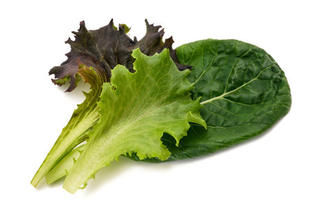 Lettuce leaves mix  isolated on white backgroundの写真素材