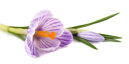 Striped Crocus isolated on white backgroundの写真素材