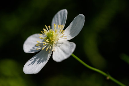 Large white buttercup on blurred green backgroundの写真素材