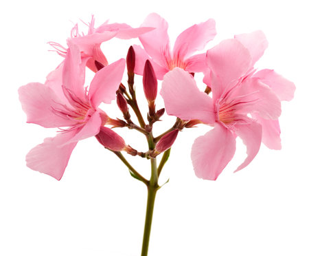 Oleander  flowers  isolated on white backgroundの写真素材