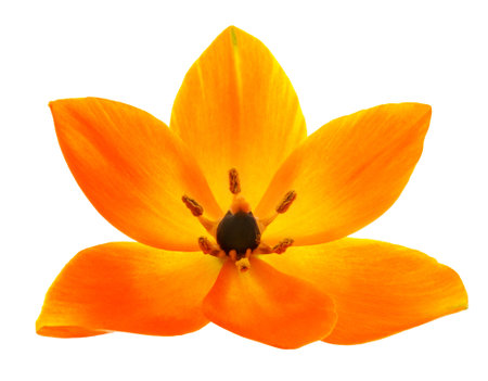 Sun star flower head isolated on white backgroundの写真素材
