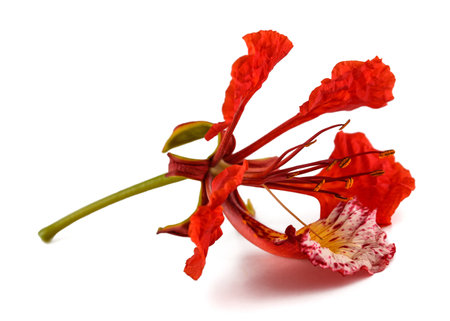 Flamboyant flower isolated on whiteの写真素材