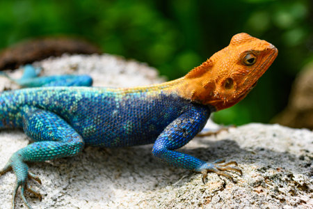 Agama agama lizard on a rock
