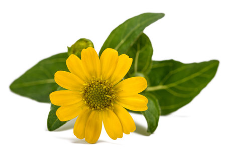 Mexican creeping zinnia flower isolated on whiteの写真素材