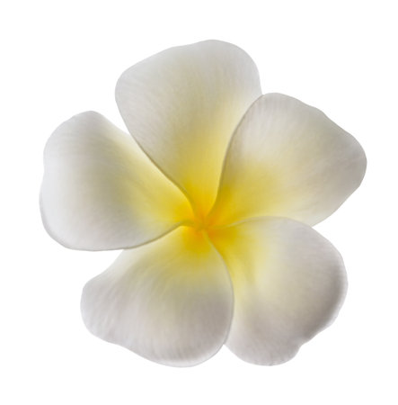 Frangipani flower head  isolated on white backgroundの写真素材