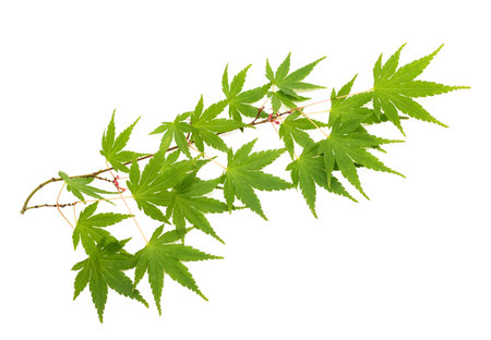 Japanese maple branch isolated on whiteの写真素材