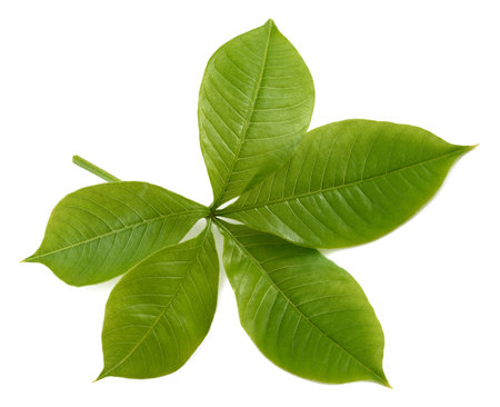 Baobab branch with leaves isolated on whiteの写真素材