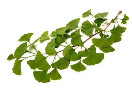 Ginkgo biloba branch with leaves isolated on whiteの写真素材