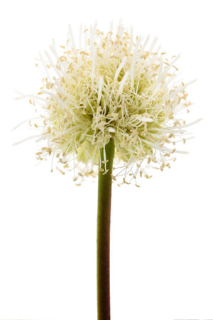 White leadtree flower isolated on white