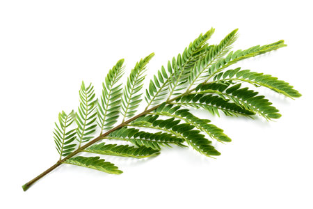White leadtree leaf isolated on whiteの写真素材