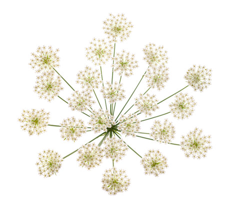 Bishop's  flowers isolated on white background