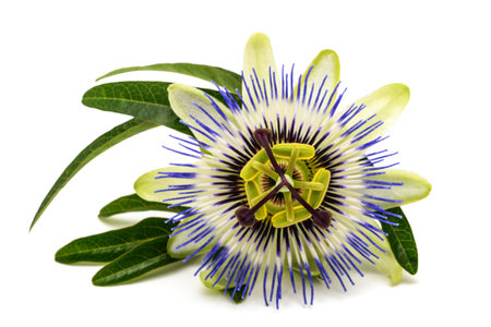 Passion flower isolated on white background.の写真素材
