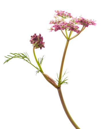 Carum carvi flowers isolated on white background